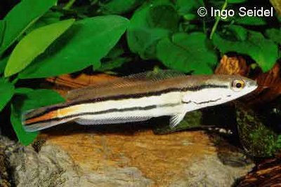 Toman adalah nama sejenis ikan buas dari suku ikan gabu